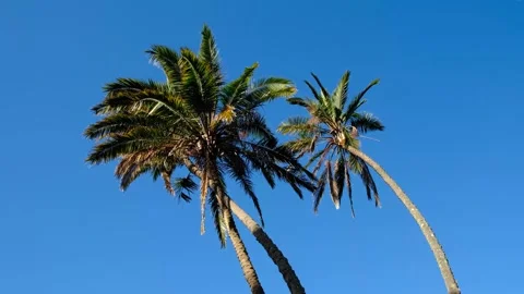 Three Palm Trees On Blue Sky Background Video stock 253157423