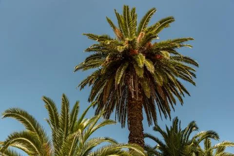 Three palm trees with a blue sky background Stock Photos