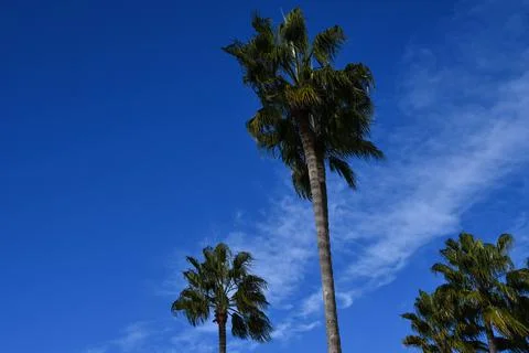 Three Palm Trees in Cannes Stock Photos