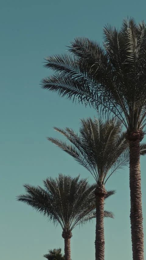 Three palm trees on a clear day Stock Footage 303406039