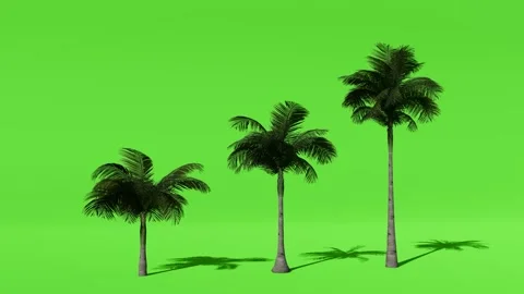 Three Palm Trees of Different Heights on Green Screen Stock Footage 330985434