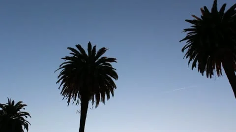 Three palm trees Video stock 20444427