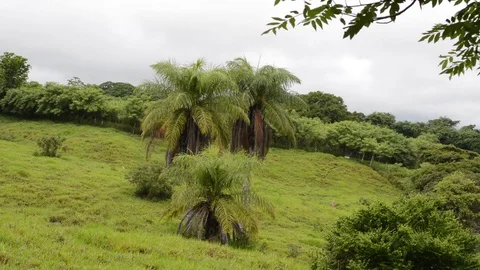 Three palm trees Stock Footage 99118236