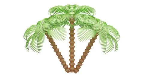 Three palm trees isolated on white background. Stock Photos