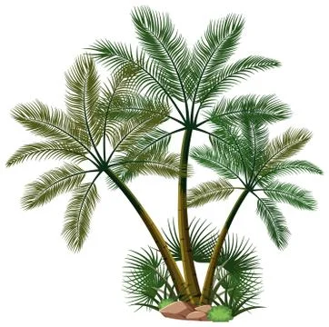 Three palm trees with nature elements on white background Illustrazione stock