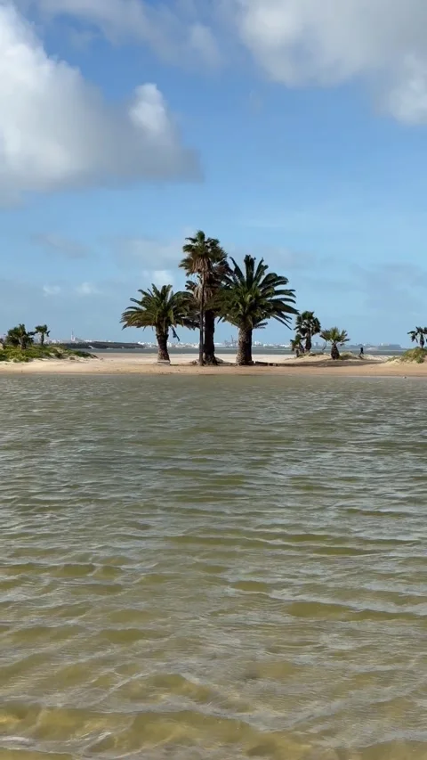 Three Palm Trees by the Ocean Stock Footage 325050859