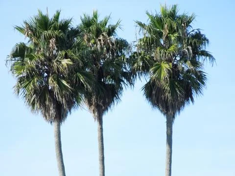 Three palm trees 库存照片