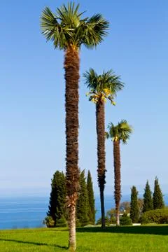 Three palm trees Stock Photos