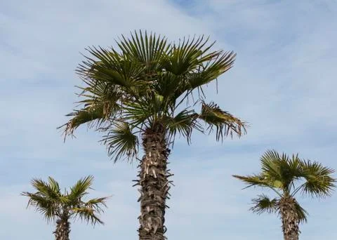 Three palm trees Stock Photos