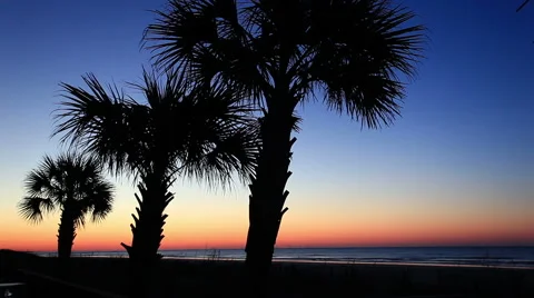 Three palm trees by the sea Stock Footage 49227521