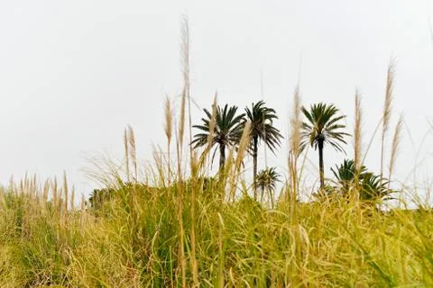 Three palm trees seen through high grass. Stock Photos
