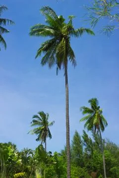 Three palm trees on sky background Stock Photos