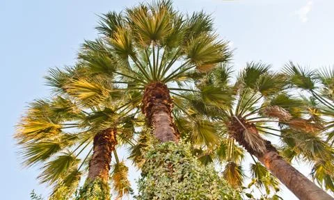 Three palm trees on the sky background view from below Stock Photos