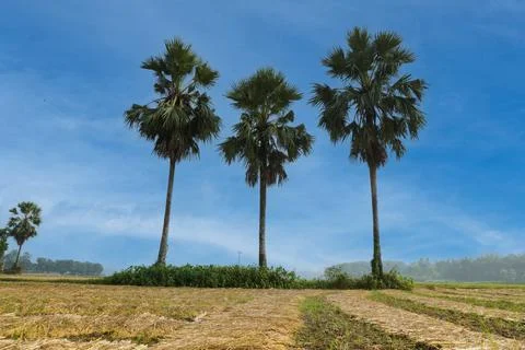 Three palm trees stand together and peek into the blue sky. Stock Photos