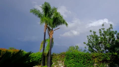 Three palm trees standing. Rainbow on the background. Stock Footage 221926310