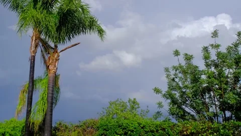 Three palm trees standing. Rainbow on the background. Vídeo Stock 222803280