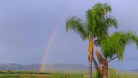 Three palm trees standing. Rainbow on the background. Video stock 224722364