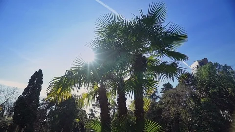 Three palm trees in the sunlights against the blue sky and green garden. 库存影片 113885818