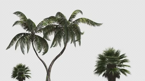 Three palm trees on a transparent background. Stock Footage 145662178