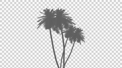 Three palm trees with two leaning together in a soft gray silhouette on tra.. イラスト素材