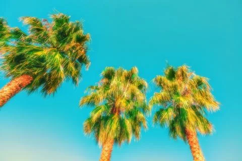 Three palm trees under a saturated cyan sky Stock Photos