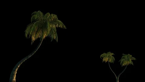Three palm trees in the wind Stock Footage 84825401