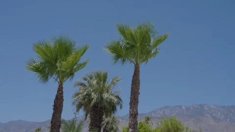 Three palm trees in the wind in Palm Springs Vidéo 304755377
