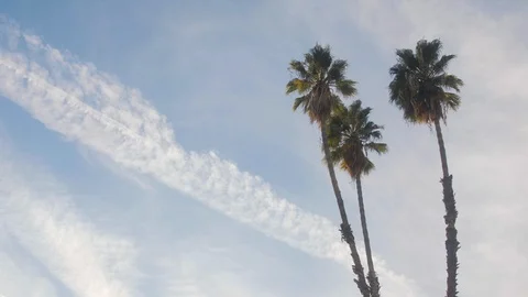 Three palm tress and clouds Stock Footage 97768601