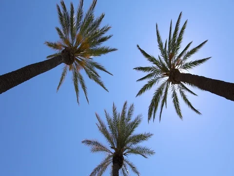 Three palms against sun Stock Footage 77096101