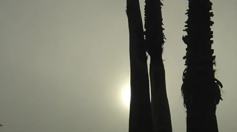 Three palms and the sun 스톡 동영상 35511383