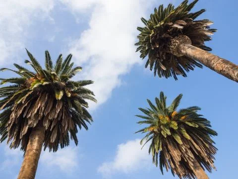 Three Palms Clouds Stock Photos