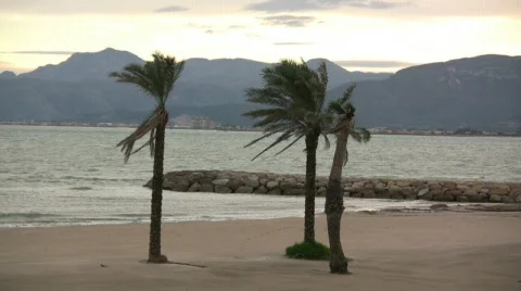 Three palms 库存影片 299229