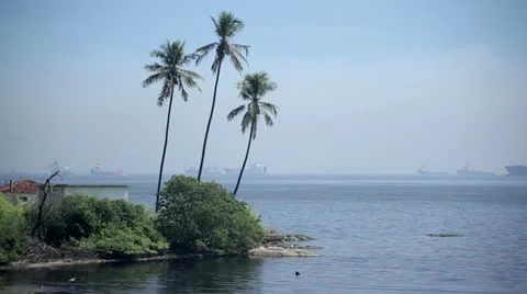 Three palms. 库存影片 12359342