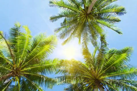 Three palms Stock Photos