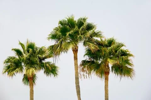 Three palms Stock Photos