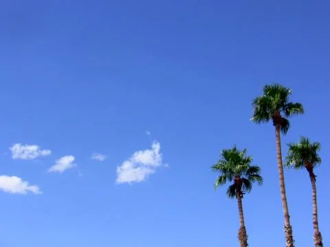 Three Palms in the Sun Foto stock