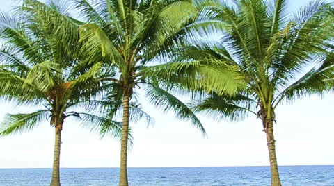 Three palms in wind at the beach Stock Footage 23583653