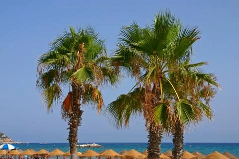 Three Palmtrees at the beach Stock Photos