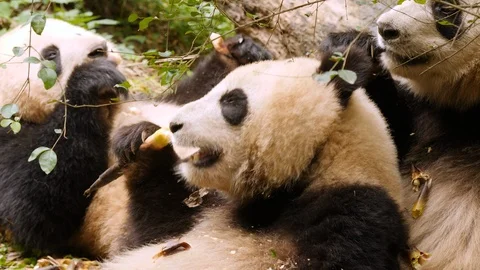 Three panda bears munching on bamboo. Stock Footage 111363676
