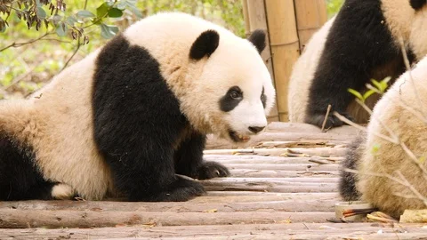 Three panda's playing. Closeup. Stock Footage 109778297