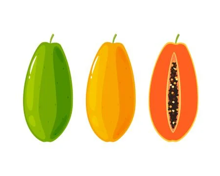 Three Papaya fruit on white background Stock Illustration