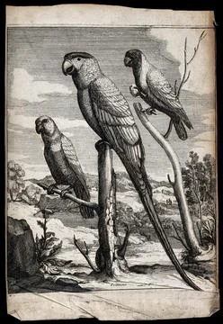 Three parakeets. Engraving. Illustrazione stock