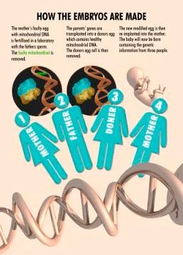 Three parent IVF, artwork Illustrazione stock