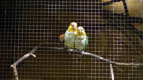 Three parrot birds Stock Footage 278923790