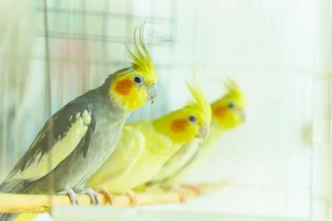 Three parrot corrals Stock Photos