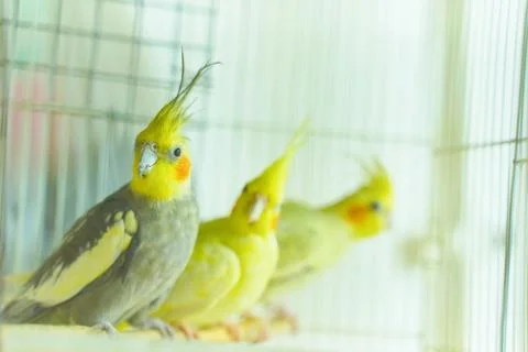 Three parrot corrals Stock Photos