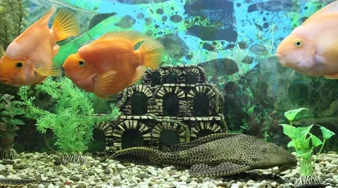 Three parrot fish play with each other Stock Footage 51550060