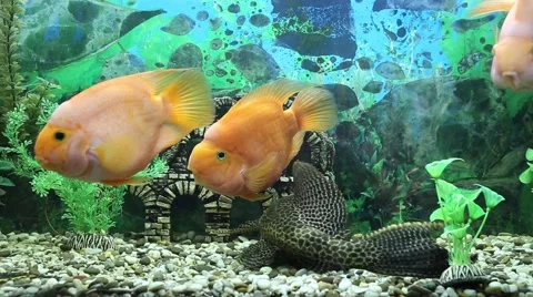 Three parrot fish play with each other Stock Footage 51550114