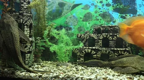 Three parrot fish play with each other Stock Footage 51550798