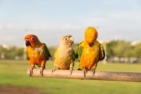 Three parrot Stock Photos